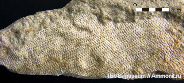 карбон, мшанки, гжельский ярус, Rectifenestella, Fenestrida