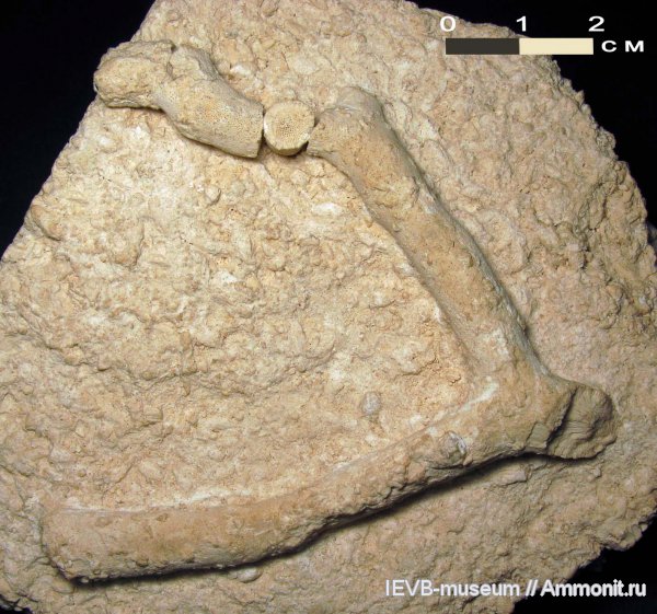 карбон, мшанки, гжельский ярус, Rhombotrypella, Rhombotrypella subcomposita