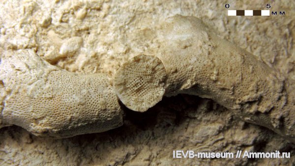 карбон, мшанки, гжельский ярус, Rhombotrypella