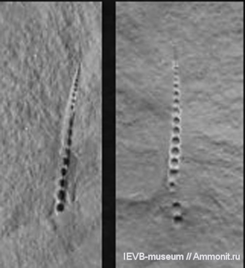 ПРОСТЕЙШИЕ