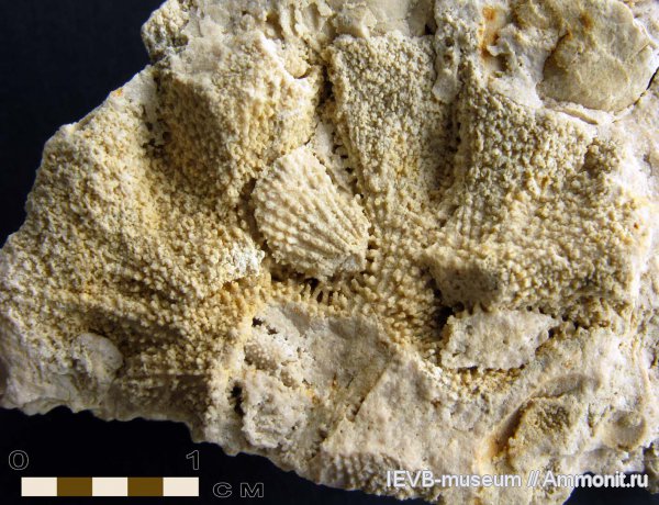 карбон, пермь, мшанки, гжельский ярус, Rectifenestella, Permian