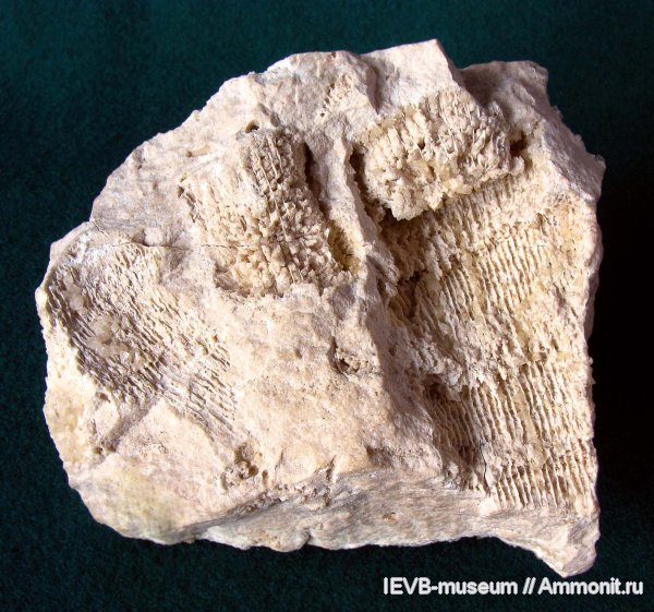 гжельский ярус, Gshelia