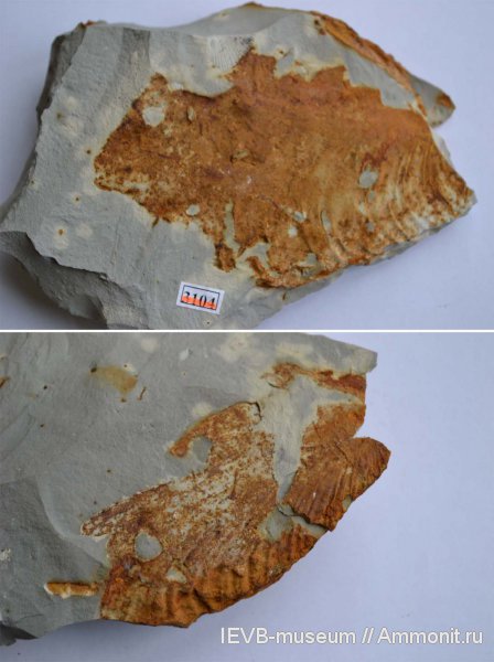 моллюски, мел, Inoceramus, сантон, Inoceramus lobatus, Inoceramus patootensis, Santonian, Cretaceous
