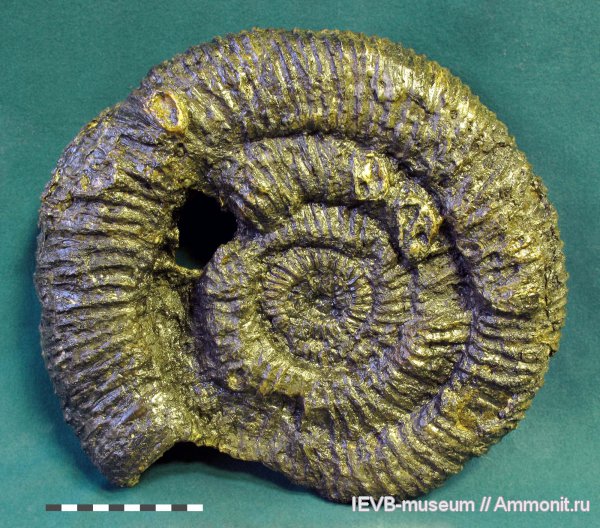 Speetoniceras, готерив, Speetoniceras versicolor, Hauterivian