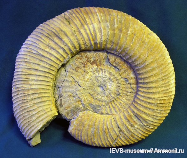 Аммониты. Волжский ярус