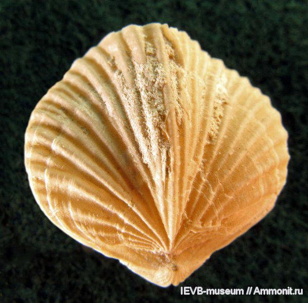 маастрихт, Terebratulida, Gemmarcula, Gemmarcula hexagona, Maastrichtian