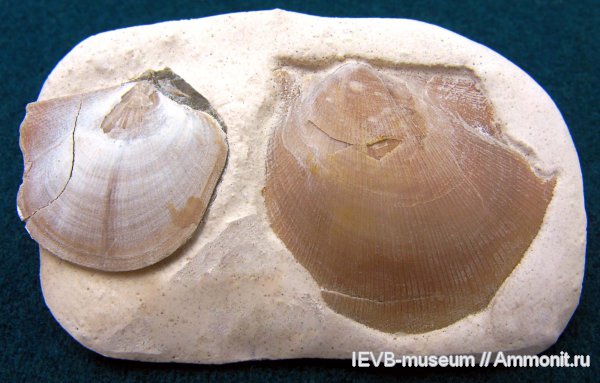 Oxytoma, сантон, Oxytoma tenuicostata, Pteria, Pteria tenuicostata, Santonian