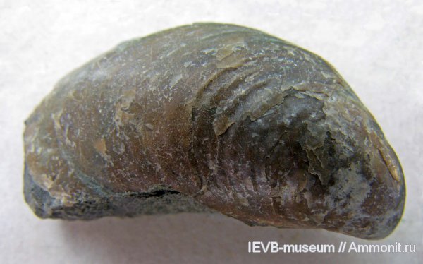 юра, волжский ярус, двустворчатые моллюски, Buchia, титон, Buchia fischeriana, Tithonian, Volgian, Jurassic