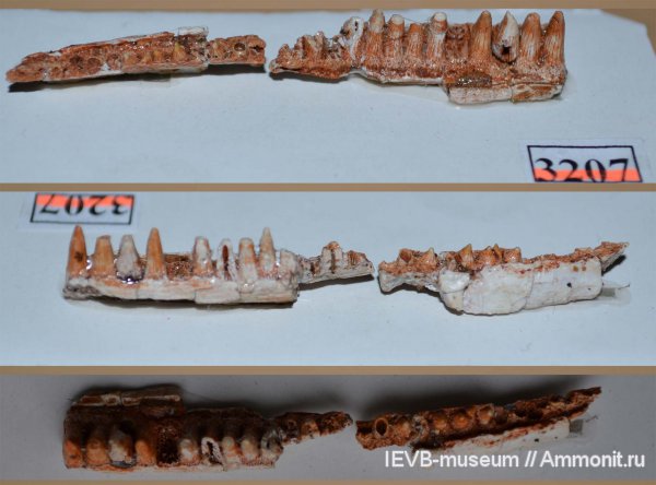 триас, челюсти, Benthosuchus, лабиринтодонты, индский ярус, вохминский горизонт, Triassic