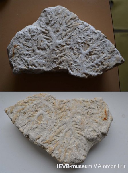 аммониты, мел, турон, коньяк, Cretaceous