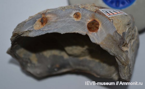 губки, оксфорд, двустворчатые моллюски, Gryphaea, Lithophaga, сверлящие, Clionidae, Oxfordian