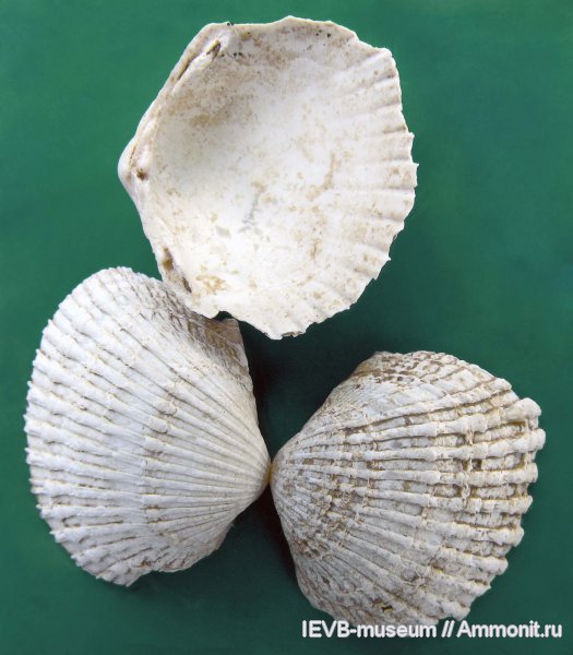 двустворчатые моллюски, плиоцен, Cardium, Cerastoderma, Cardium dombra, акчагыл, cerastoderma dombra