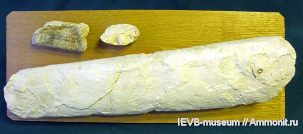 мел, маастрихт, Baculites, Maastrichtian, Cretaceous