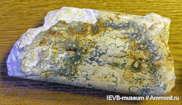 мел, маастрихт, Baculites, Maastrichtian, Cretaceous