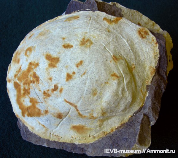 палеоген, двустворчатые моллюски, Ostrea, Ostrea sinzowi