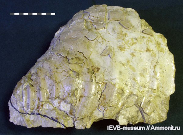 мел, Inoceramus, турон, Inoceramus lamarcki, Turonian, Cretaceous