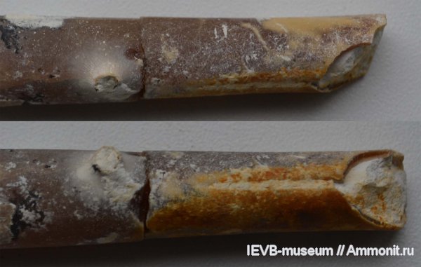 мел, маастрихт, Belemnella, Belemnella lanceolata, проблематики, Maastrichtian, Cretaceous