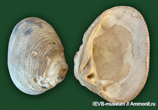 мел, двустворчатые моллюски, Astarte, готерив, Astarte porrecta, Hauterivian, Cretaceous