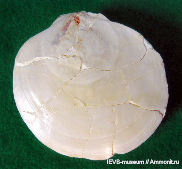 двустворчатые моллюски, маастрихт, Entolium, Syncyclonema, Syncyclonema splendens, Pectinidae, Entolium splendens, Maastrichtian