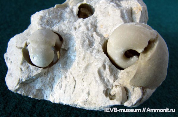 гастроподы, гжельский ярус, Bellerophon, Baylea