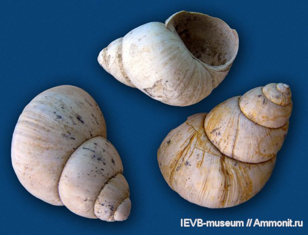 гастроподы, Viviparus