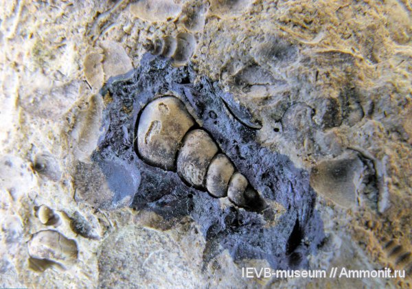 гастроподы, пермь, Arribazona, казанский, Arribazona kazanensis, Permian