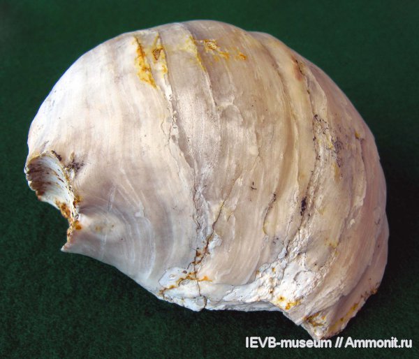 мел, Gryphaea, кампан, Pycnodonte, Gryphaea vesicularis, Pycnodonte vesicularis, Campanian, Cretaceous