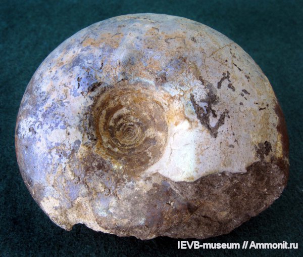 юра, волжский ярус, Craspedites, Craspedites parakaschpuricus, Volgian, Jurassic