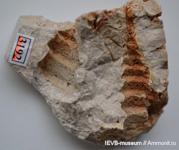 гастроподы, карбон, гжельский ярус, Goniasma, Goniasma lasallensis