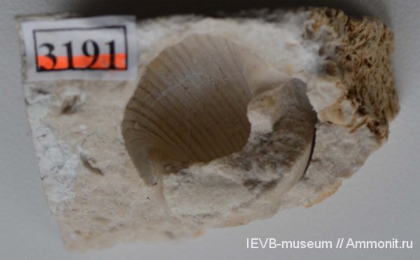 гастроподы, карбон, гжельский ярус, Euphemites