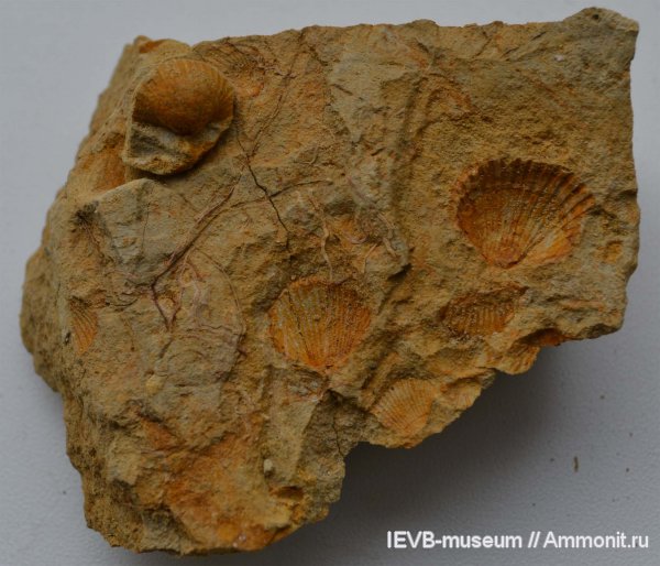 юра, двустворчатые моллюски, бат, Monotis, Bathonian, Jurassic