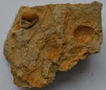 Двустворка Meleagrinella echinata (W. Smith, 1817)