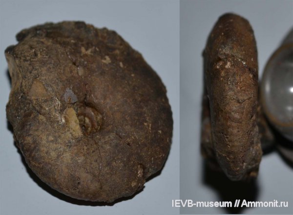 юра, келловей, Rondiceras, Rondiceras milaschevici, Callovian, Jurassic, Middle Jurassic