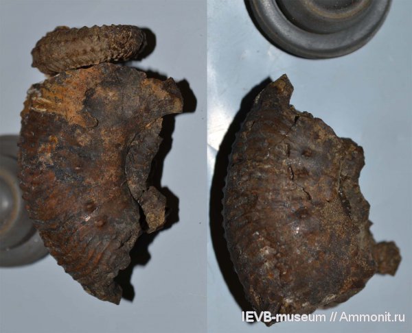 юра, Kosmoceras, келловей, Callovian, Jurassic, Middle Jurassic