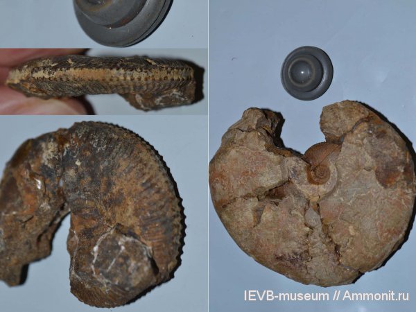 юра, Kosmoceras, келловей, Kosmoceras jason, Callovian, Jurassic, Middle Jurassic