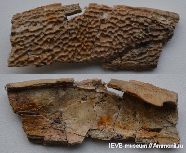 триас, челюсти, лабиринтодонты, Wetlugasaurus, Triassic