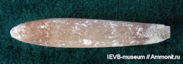 мел, сантон, Actinocamax, Actinocamax verus, Santonian, Cretaceous