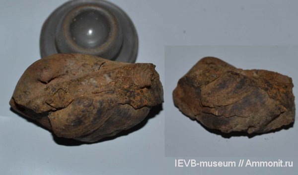 юра, келловей, Pleuromya, Callovian, Jurassic, Middle Jurassic