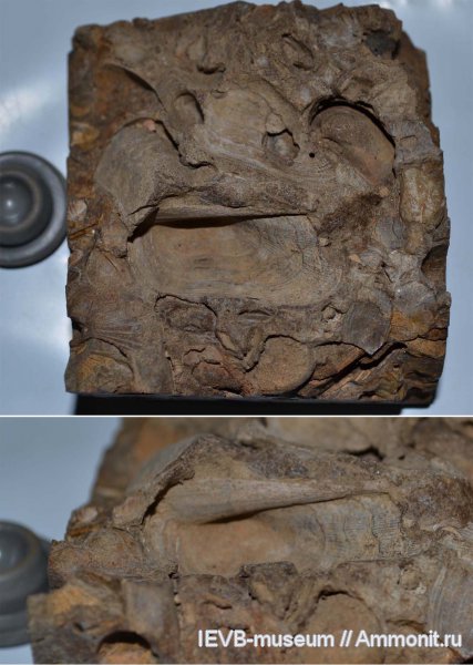 юра, Cosmetodon, келловей, Grammatodon, Cosmetodon keyserlingii, Общий Сырт, Callovian, Jurassic, Middle Jurassic