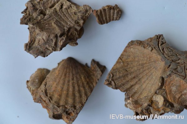 юра, келловей, Chlamys, Chlamys fibrosa, Callovian, Jurassic, Middle Jurassic