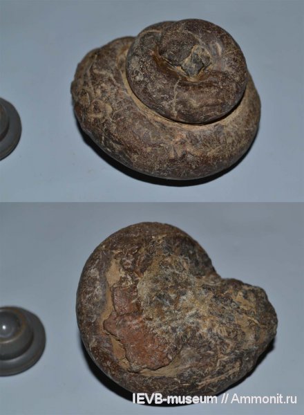 гастроподы, юра, Pleurotomaria, келловей, Pleurotomaria okensis, Callovian, Jurassic, Middle Jurassic