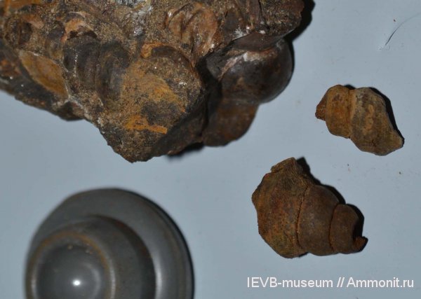 гастроподы, юра, келловей, Dicroloma, Dicroloma athulia, Aporrhaidae, Callovian, Jurassic, Middle Jurassic