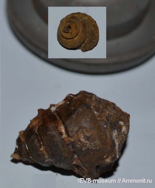 гастроподы, юра, келловей, Dicroloma, Aporrhaidae, Callovian, Jurassic, Middle Jurassic