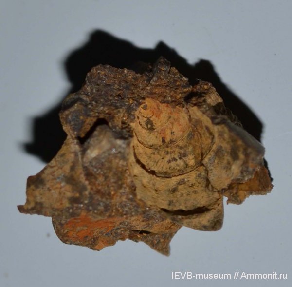 гастроподы, юра, келловей, Petersia, Petersia clathrata, Callovian, Jurassic, Middle Jurassic