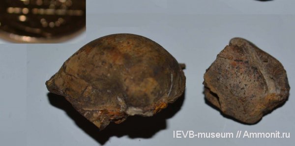 юра, двустворчатые моллюски, келловей, Anisocardia, Anisocardia tenera, Callovian, Jurassic, Middle Jurassic