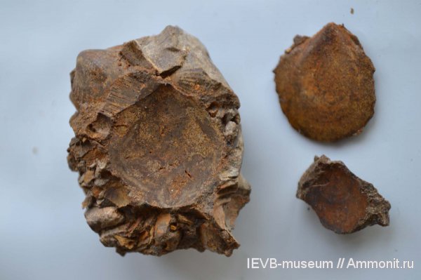 юра, двустворчатые моллюски, келловей, Entolium, Entolium demissum, Callovian, Jurassic, Middle Jurassic