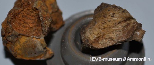 юра, двустворчатые моллюски, келловей, Astarte, Astarte gibba, Callovian, Jurassic, Middle Jurassic