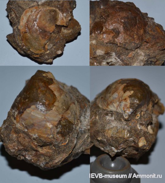 юра, двустворчатые моллюски, келловей, Anomia, Callovian, Jurassic, Middle Jurassic