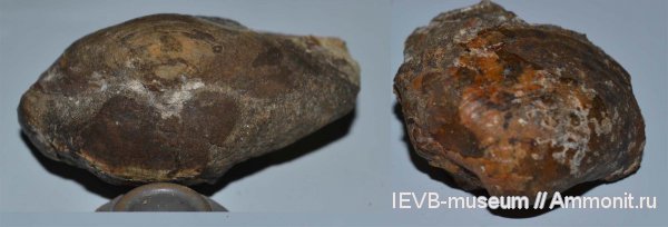 юра, двустворчатые моллюски, келловей, Gresslya, Gresslya alduini, Callovian, Jurassic, Middle Jurassic