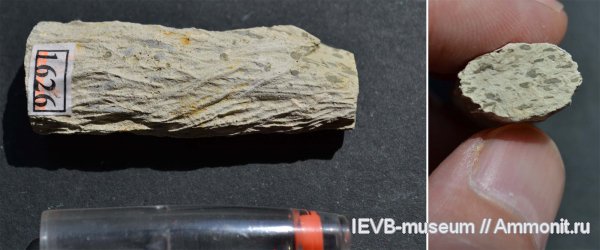 мел, водоросли, ихнофоссилии, кампан, Spongeliomorpha, Campanian, Cretaceous